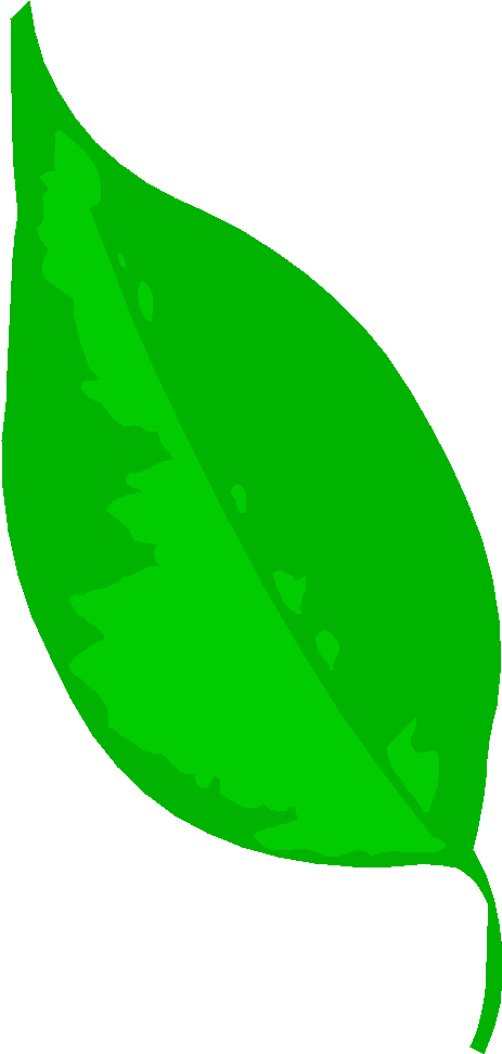 Circle The Leaf With 0 Bugs - Leaf (490x973), Png Download