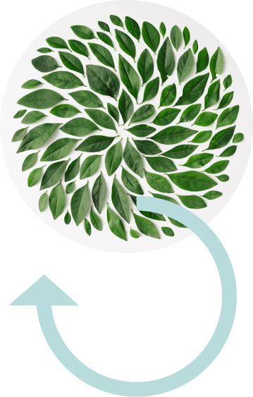 Ecoembes And The Circular Economy - Tea Leaf Flat Lay (359x563), Png Download