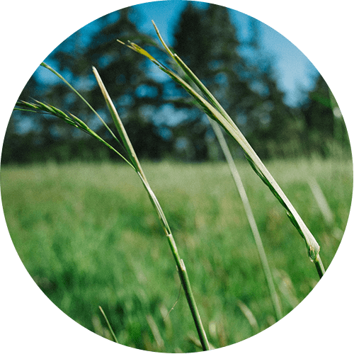 Freddy's Story - Grass (500x500), Png Download