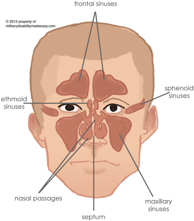 Respiratory System 2 - Respiratory System (668x758), Png Download
