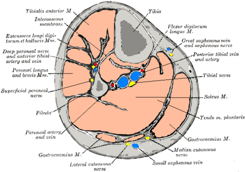 From Wikipedia, The Free Encyclopedia - Compartments Of The Leg (500x344), Png Download