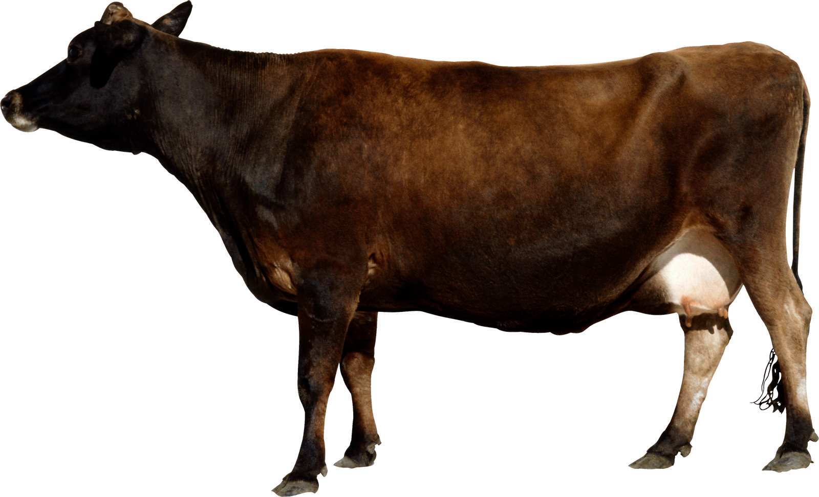 Free Cow Png Images - Kundhi Buffalo Breed (1600x972), Png Download