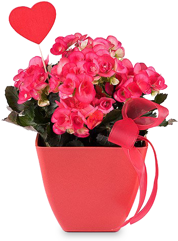 A Happy Begonia - Flowerpot (480x480), Png Download