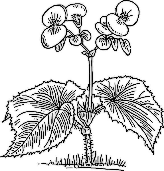 Begonia T - Wax Begonia Plant Drawing (575x600), Png Download