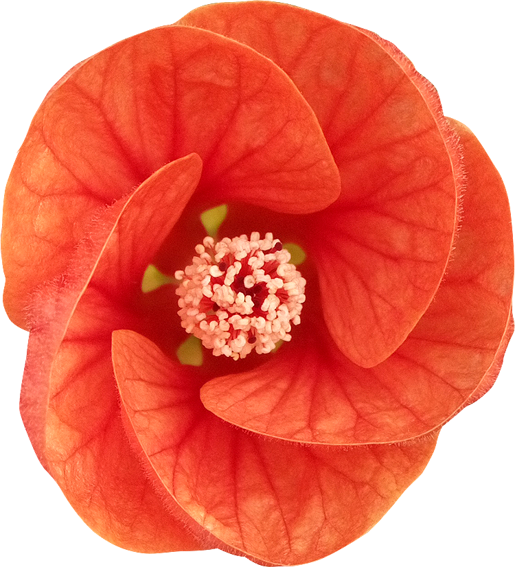 89 Fleur Detouree Ab (750x826), Png Download