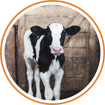 Schedule A Tour Of Our Farm And See How We Operate, - Dairy Cow (350x350), Png Download