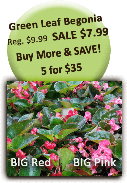 Big Red Pink Green Leaf Begonia - Marathon Motivation (504x720), Png Download