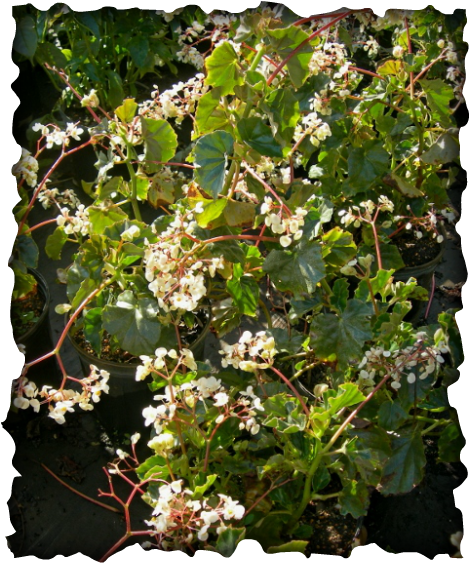 There Are More Than 1400 Species Of Begonia Known Today - Fragrant Begonias (470x563), Png Download