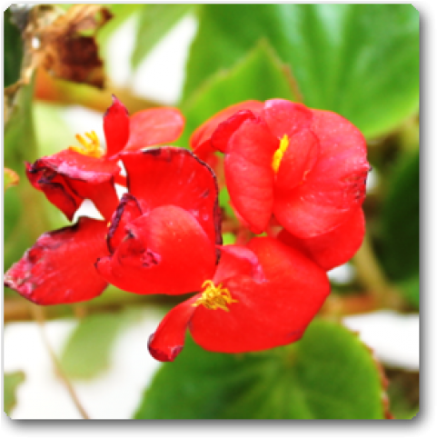 Begonia (650x489), Png Download