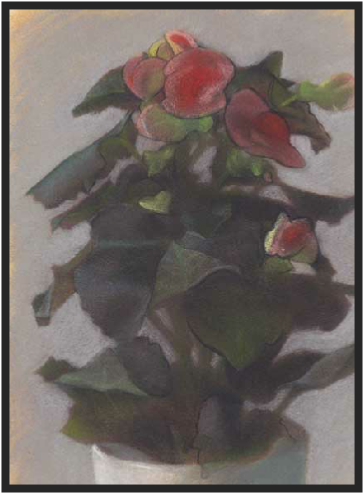 Begonia (378x508), Png Download