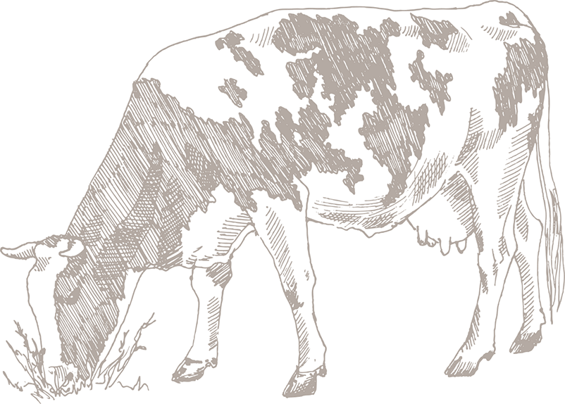 And Fresh Producing Dairy Products Made From The Purest - Cow Eating Plastic Drawing (802x574), Png Download