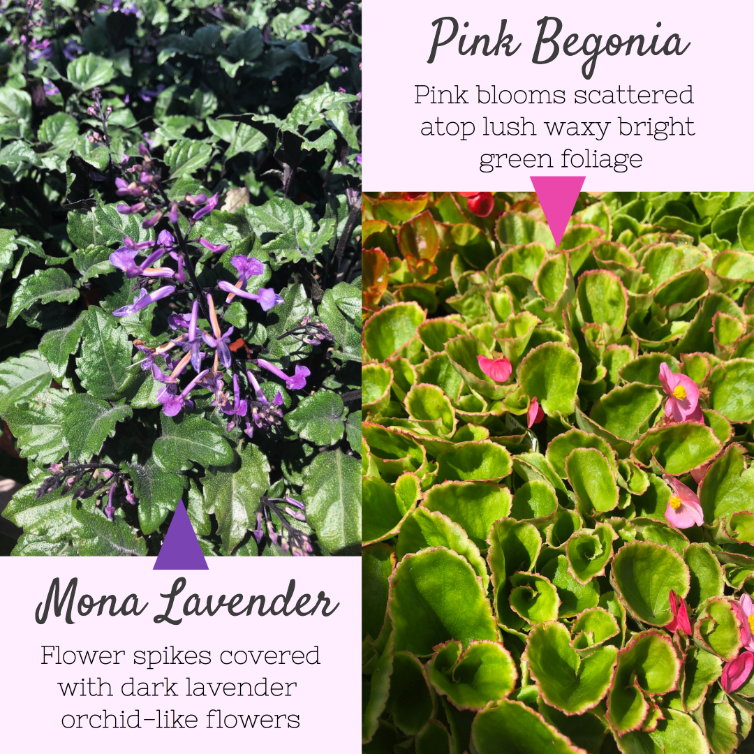 #pinkbegonia Hashtag On Twitter - Christus St. Michael Rehabilitation Hospital (1080x1080), Png Download