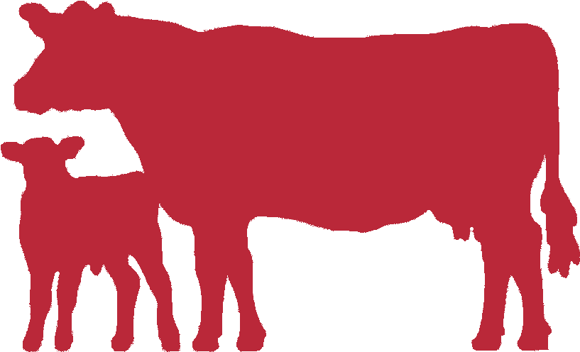Dairy Cow Png (822x506), Png Download
