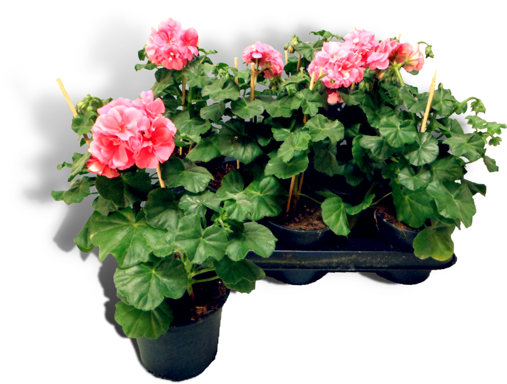 That Mostly Grow Upright - Centimetre (1761x1361), Png Download