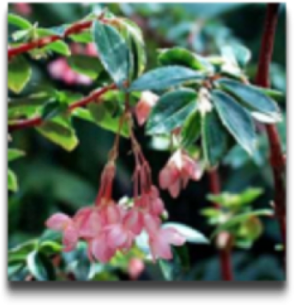 Begonia Fuchsioides (500x500), Png Download