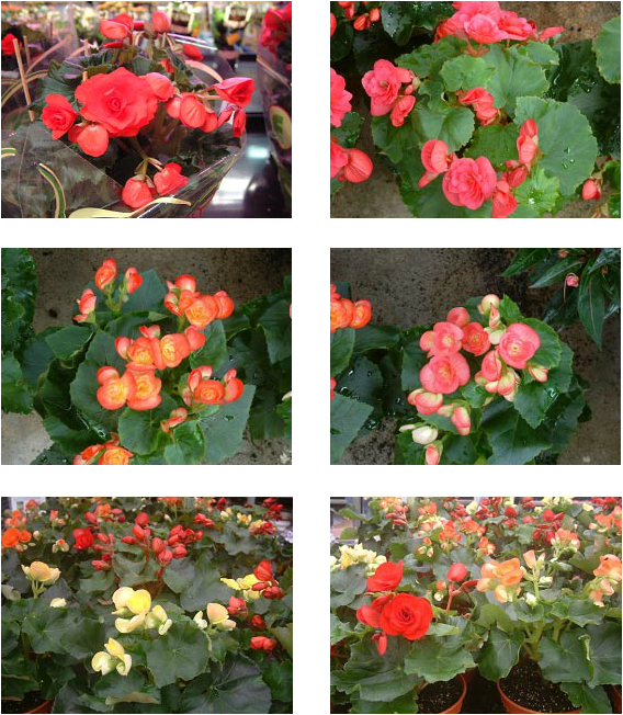 Top & Middle, Left & Right - Japanese Camellia (568x652), Png Download