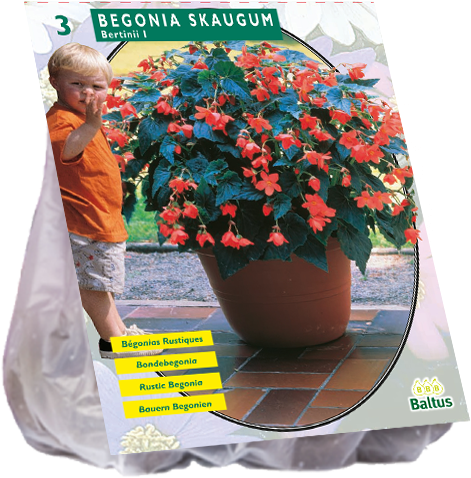 Begonia Bertinii Skaugum - 2 Stuks Baltus Begonia Bertinii Skaugum Per 3 (600x600), Png Download