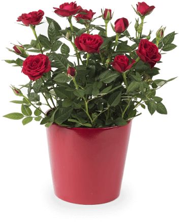 Rosa Roja - Vaso De Mini Rosas (480x480), Png Download
