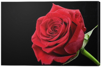 Rosa Roja Con Fondo Negro (400x400), Png Download