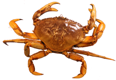 Cangrejo - Crab Png Transparent (400x400), Png Download