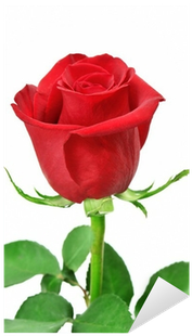 Rose (400x400), Png Download