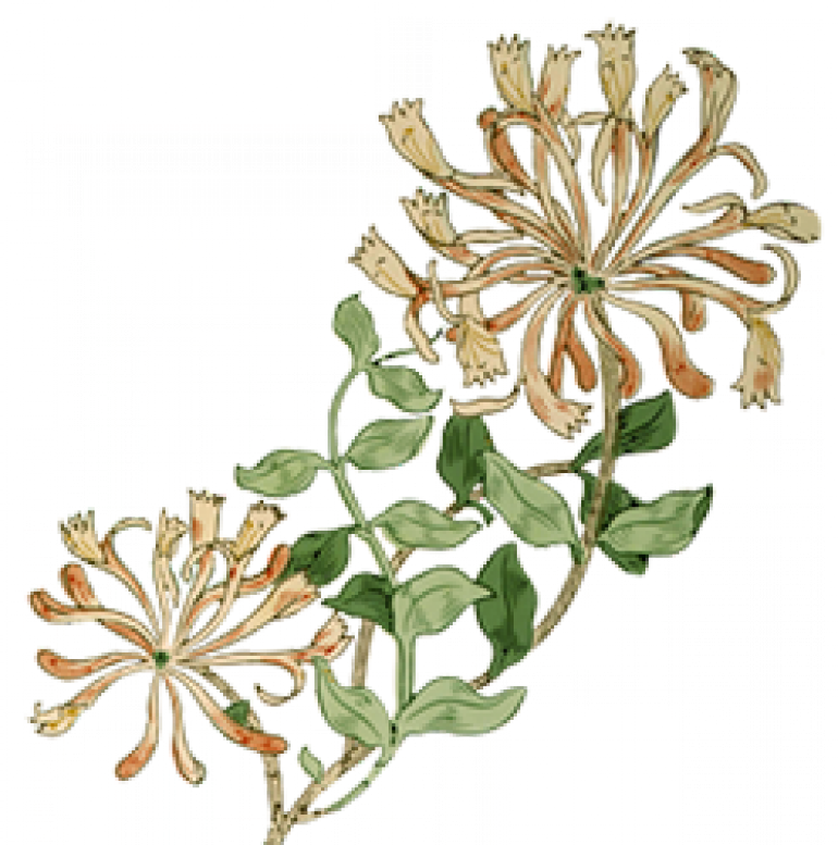Honeysuckle - William Morris Honeysuckle (770x777), Png Download