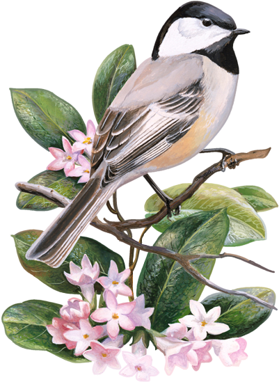 State Symbol Counted Cross Stitch By Usa Facts For - Chickadee Massachusetts (420x568), Png Download