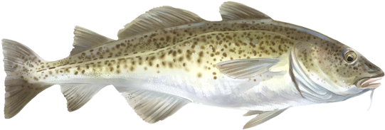 Bacalao - Bacalao A La Mediterránea (600x400), Png Download