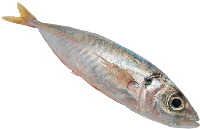 Por La Noche, Las Embarcaciones Fondean Y Arriban A - Pescado Jurel Png (681x440), Png Download