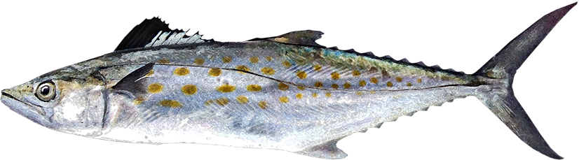 Pescado Sierra De Mar (826x229), Png Download