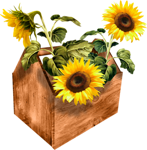Cut Sunflowers - Clip Art (489x500), Png Download