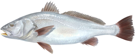 Corvina - Corvina De Rio Png (600x400), Png Download
