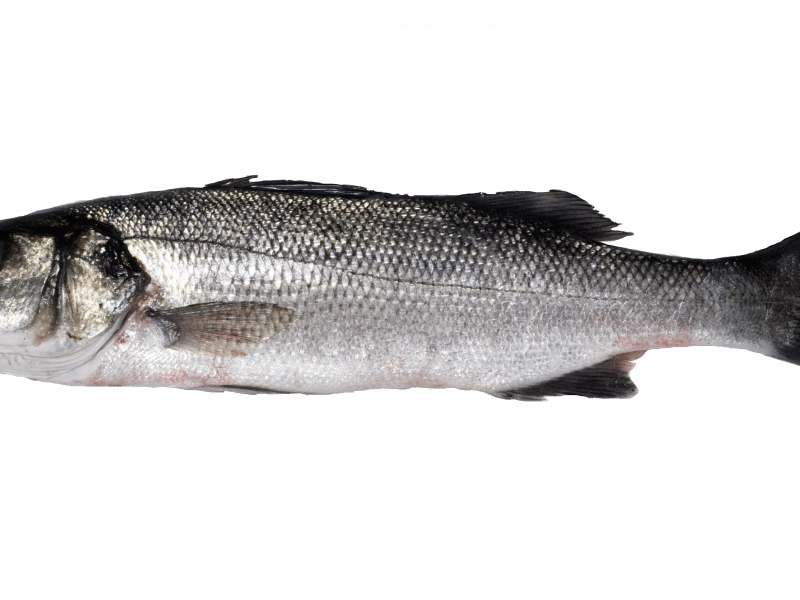 Bulot-bucci - - European Bass (800x600), Png Download