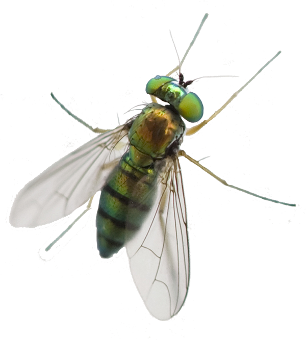 A1 Exterminators Greenhead Fly Silo Control - Horse Fly Png (600x667), Png Download
