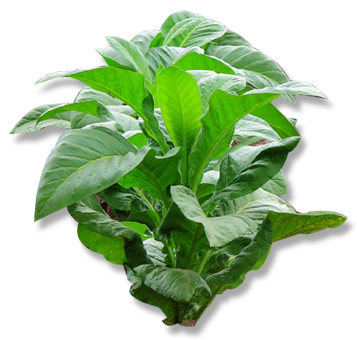 Tobacco, This Plant - Tabac (453x350), Png Download