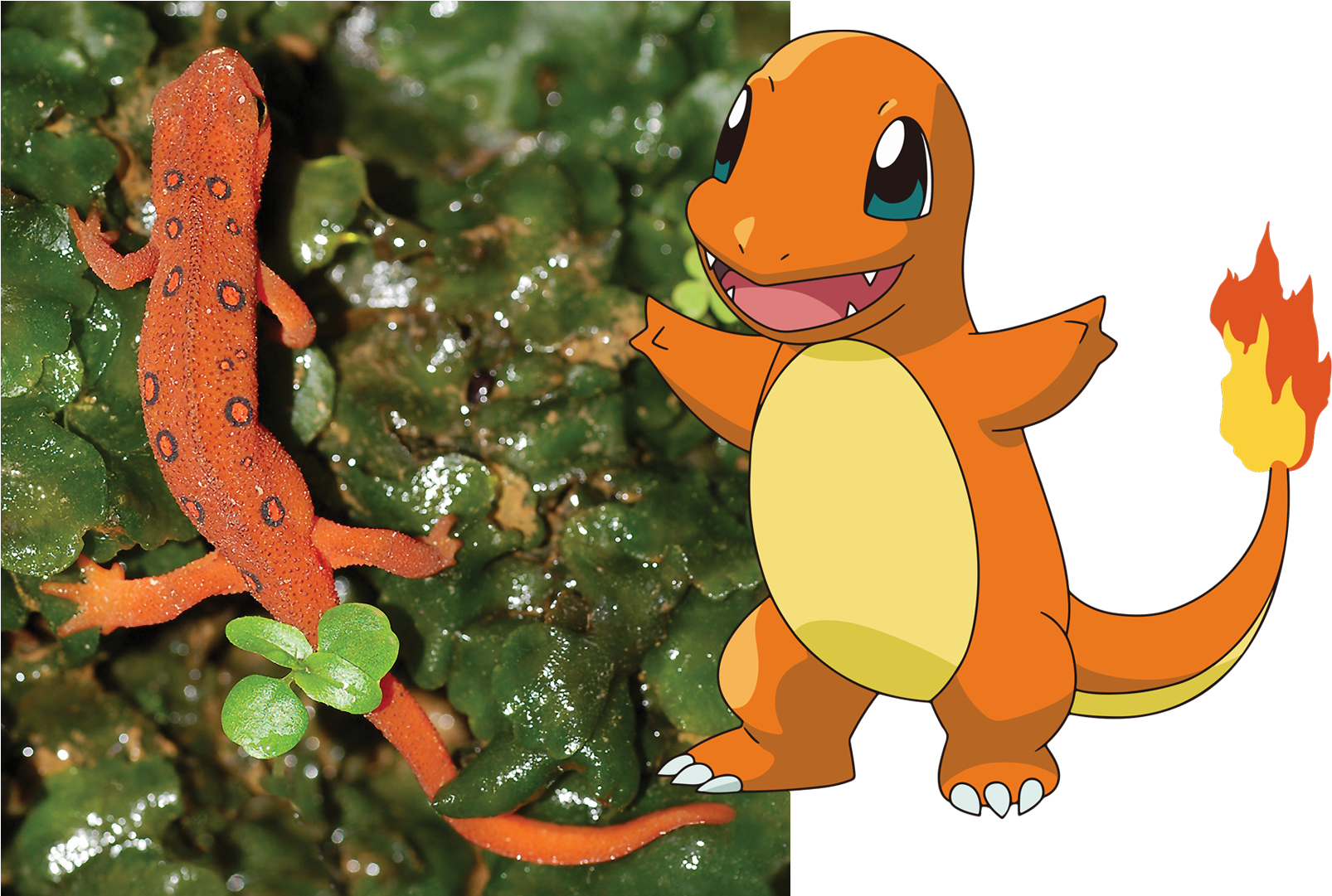 1080px Red-eft Charmander - Pikachu Imagenes De Charmander (1646x1080), Png Download