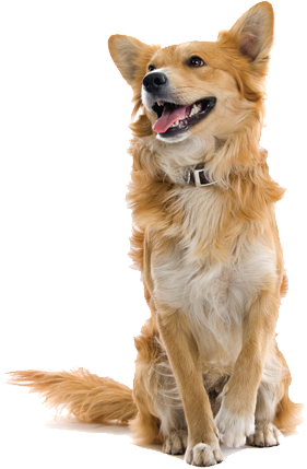 Christine R - - Farm Dog Png (281x429), Png Download