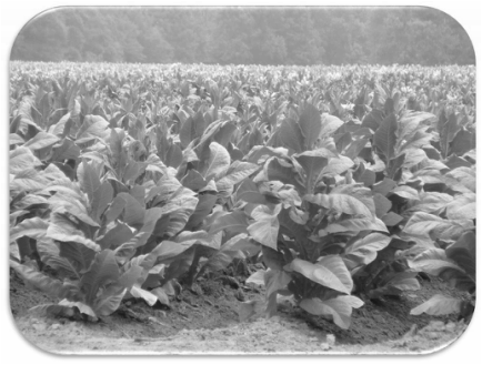 Tobacco Field - Tobacco Farms In Zimbabwe (434x329), Png Download