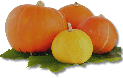 Thanksgiving At Flora-bama Is Scrumptious - Тыквы Пнг (406x306), Png Download