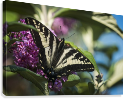 A Swallowtail Butterfly Seeks Nectar From A Butterfly - Posterazzi A Swallowtail Butterfly Seeks Nectar (429x344), Png Download