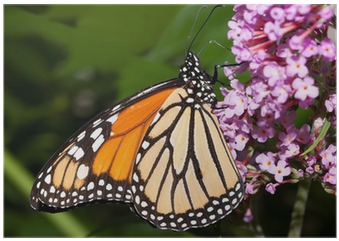 Monarch Butterfly Feeding On A Butterfly Bush Poster - Monarch Butterfly (400x400), Png Download