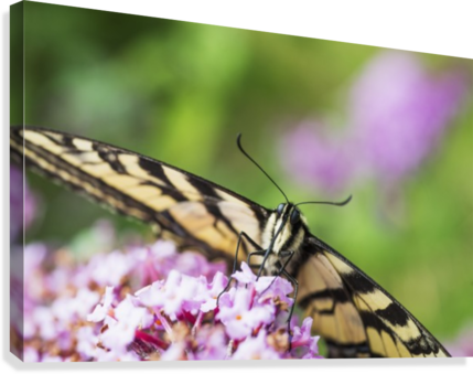 A Swallowtail Butterfly Seeks Nectar On A Butterfly - Swallowtail Butterfly Seeks Nectar On A Butterfly Bush; (429x339), Png Download