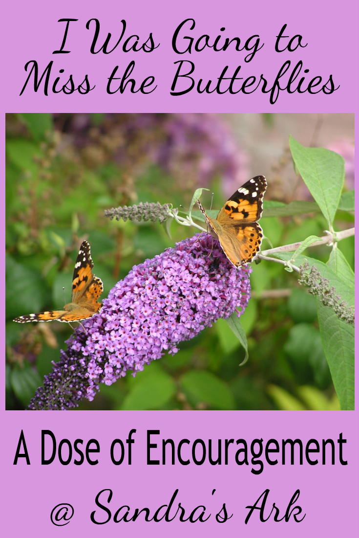 Who Can Say That God Doesn't Care About How We Feel - Buddleia (735x1100), Png Download