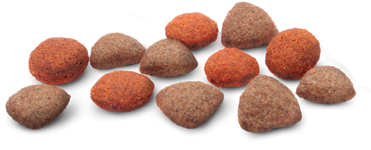 Bravo Cordeiro E Arroz - Sheep (542x303), Png Download