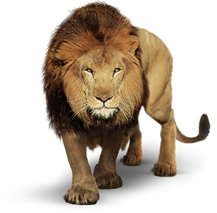 Leao Png - Leao Com Fundo Branco (445x436), Png Download