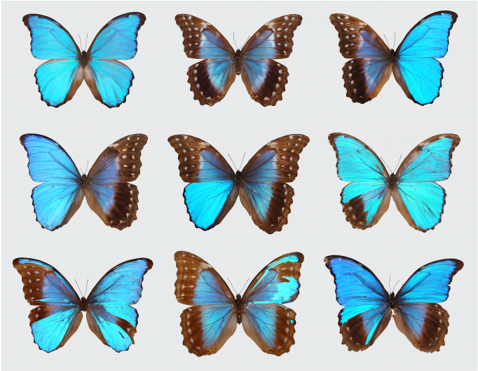 Gynandromorph Butterflies - Gynandromorph Butterfly (937x528), Png Download