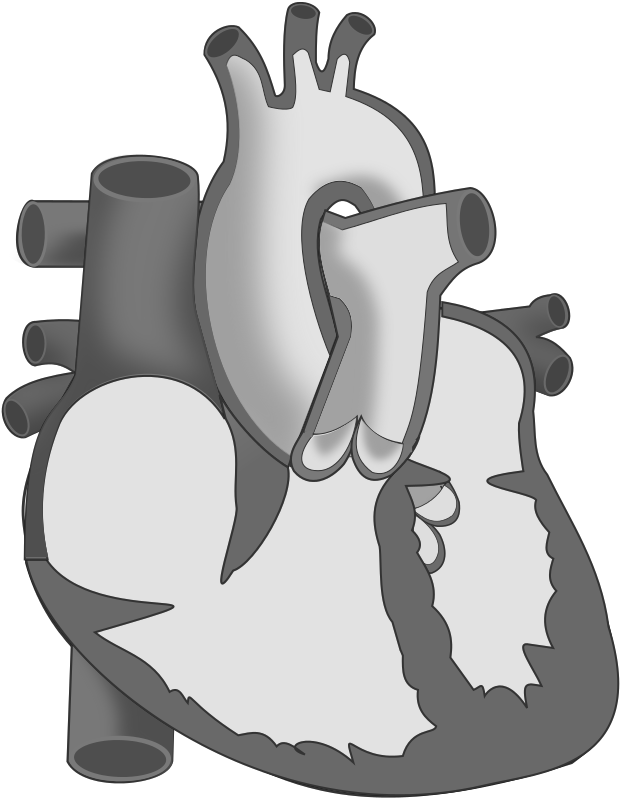 Ch19 Heart Hollow - Diffuse Pain (784x892), Png Download