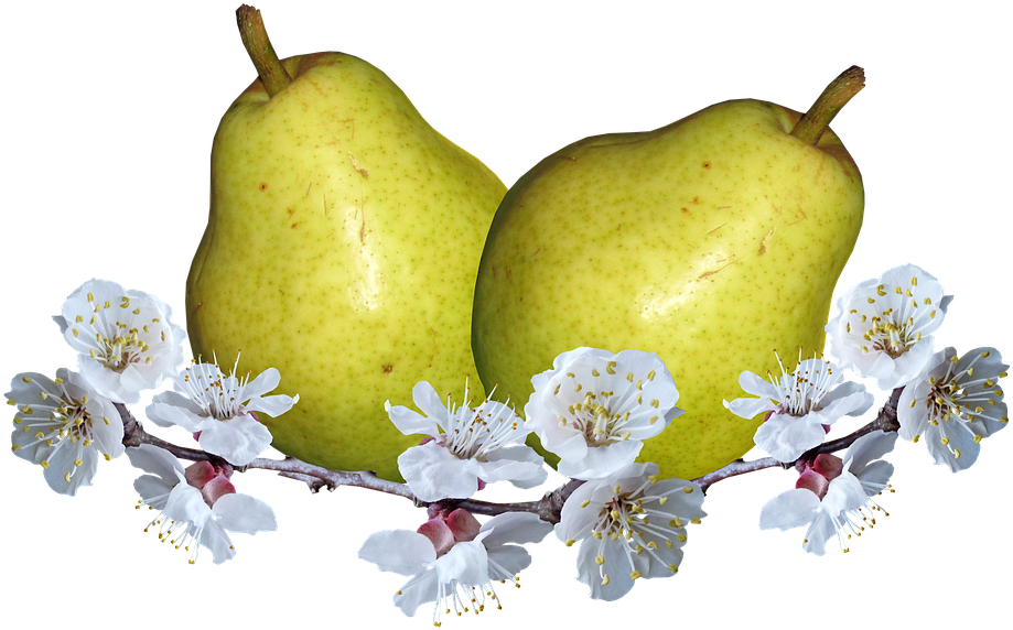 Fruit, Pears, Pear Blossom, Nutrition, Food - Pear (960x598), Png Download