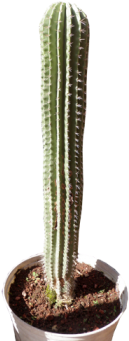 Neobuxbaumia Mezcalaensis 70 Cm - Chilayo Cactus Png (350x350), Png Download