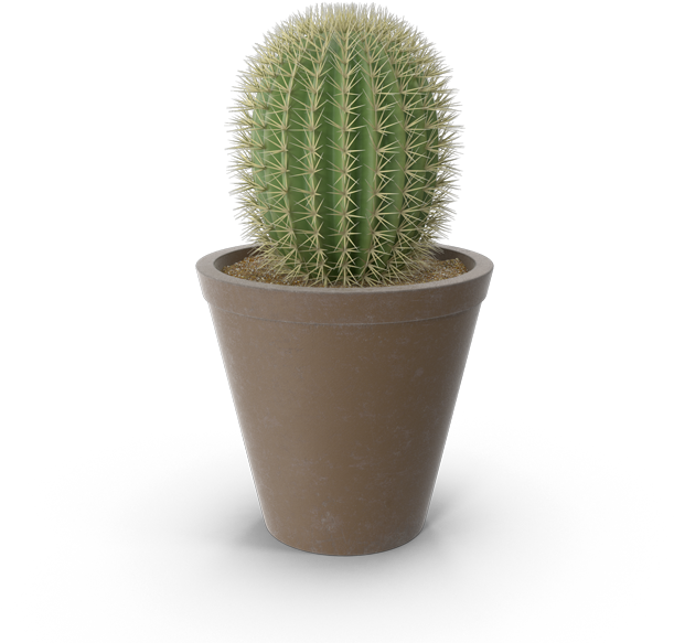 Sustainable Development - Acanthocereus Tetragonus (1000x600), Png Download